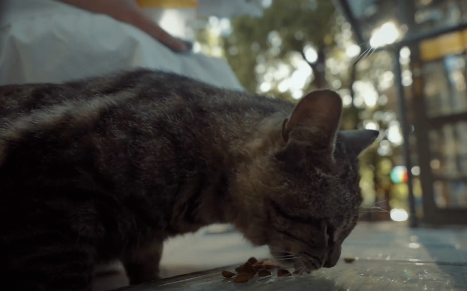 Це може зробити кожен: як допомогти безпритульним тваринам