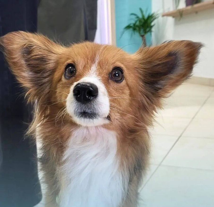 Це може зробити кожен: як допомогти безпритульним тваринам