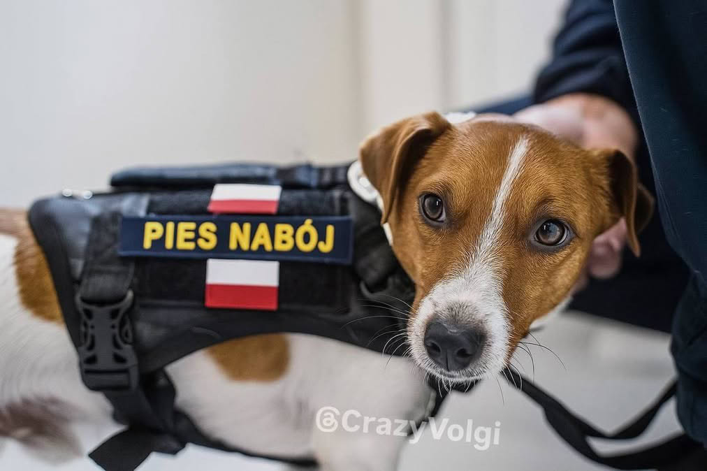 «Pies Nabój» і не тільки: українці відреагували на російські дрони у Польщі мемами