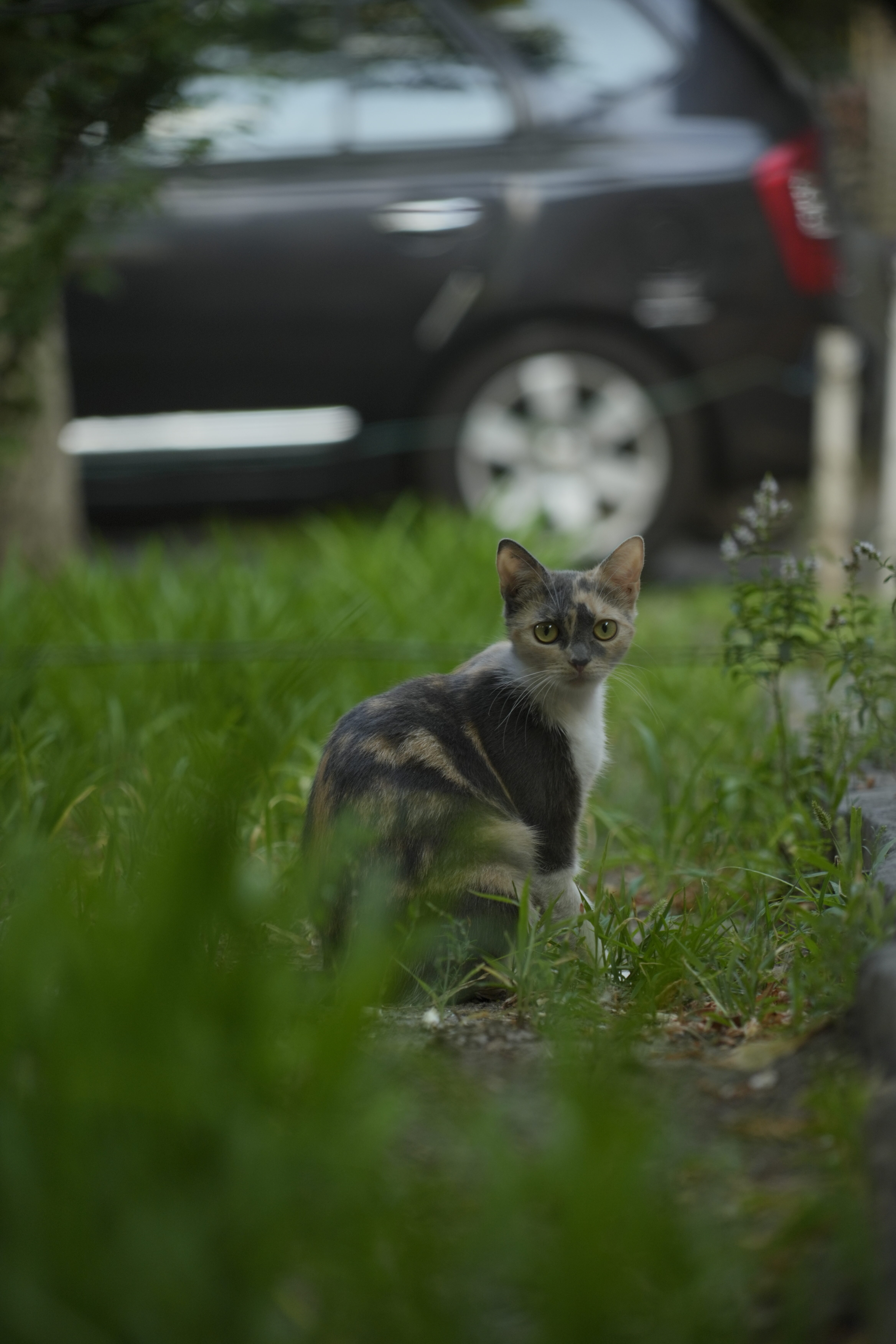 Чи можна навчити любові до тварин? В Україні запустили проєкт, що інтегрує гуманність у шкільну освіту