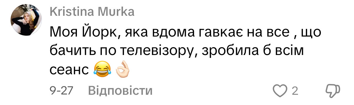 Кіно з хвостиком: як тренд на pet-friendly покази набирає обертів в Україні та що з цим в Одесі