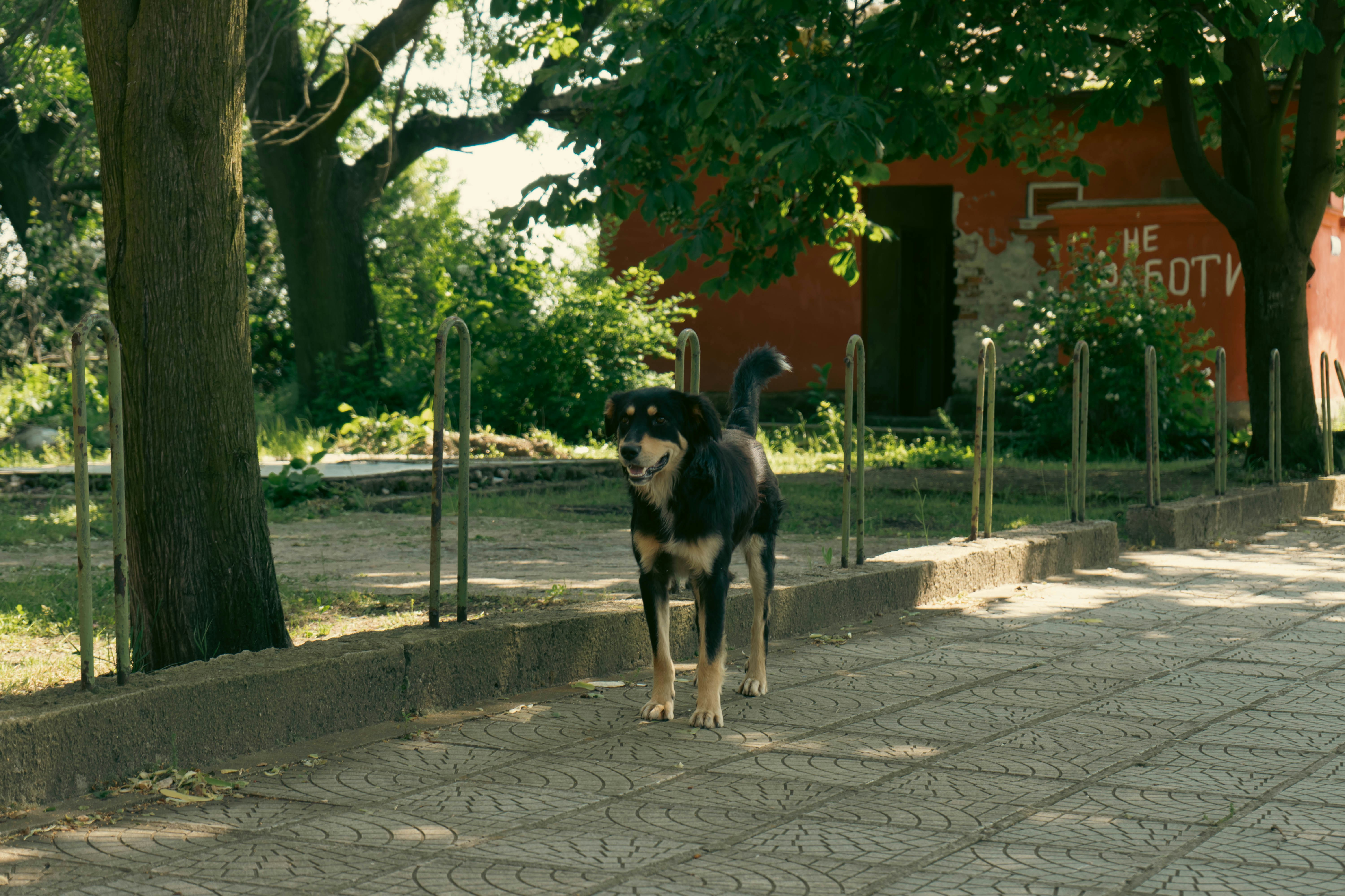 Чи можна навчити любові до тварин? В Україні запустили проєкт, що інтегрує гуманність у шкільну освіту