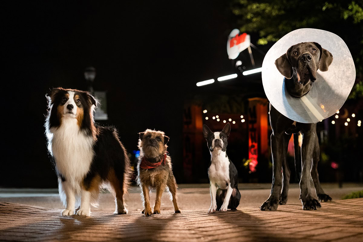 Кіно з хвостиком: як тренд на pet-friendly покази набирає обертів в Україні та що з цим в Одесі