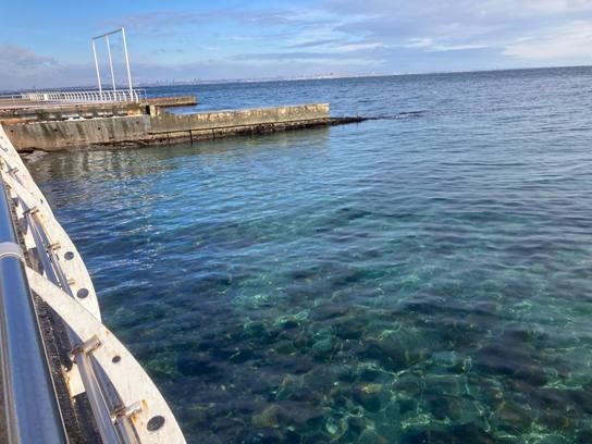 Забруднення Чорного моря олією: яка ситуація на 29 грудня