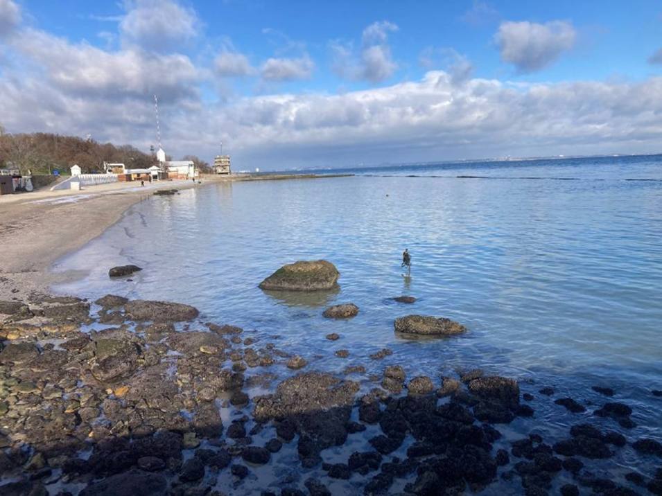 Забруднення Чорного моря олією: яка ситуація на 29 грудня