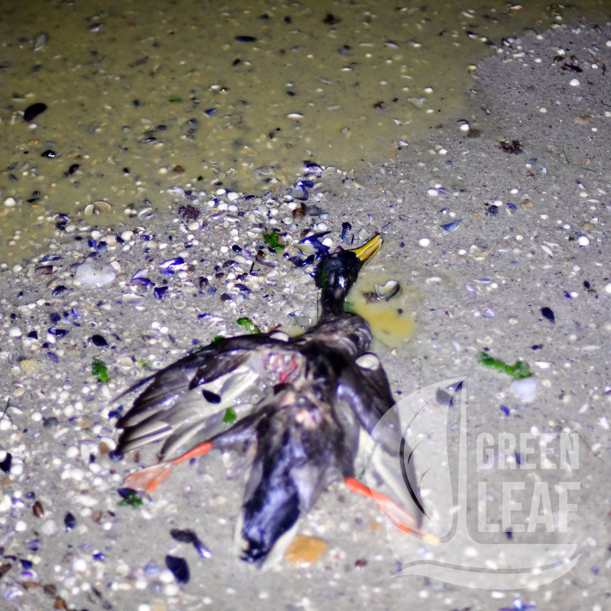 Екологічна катастрофа у Чорному морі: одеситів закликали долучитися до порятунку птахів