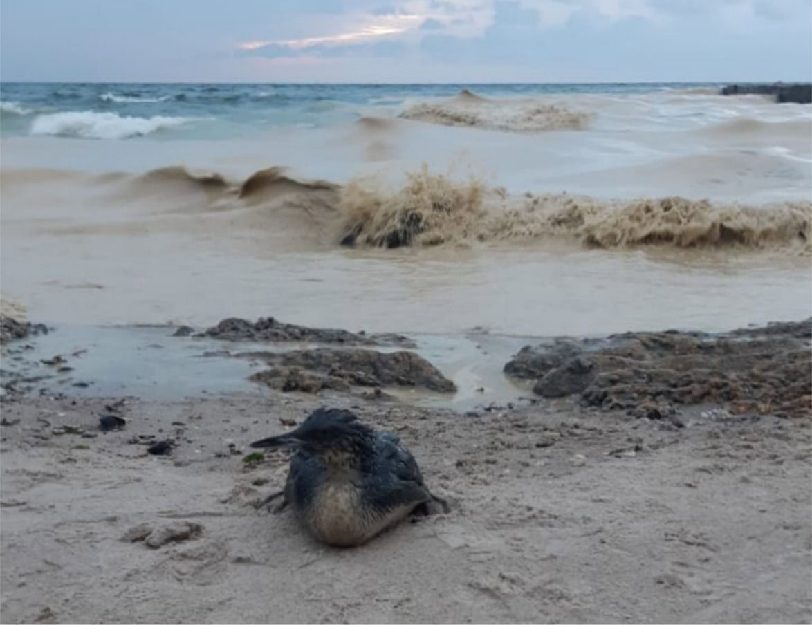 Екологічна катастрофа у Чорному морі: одеситів закликали долучитися до порятунку птахів