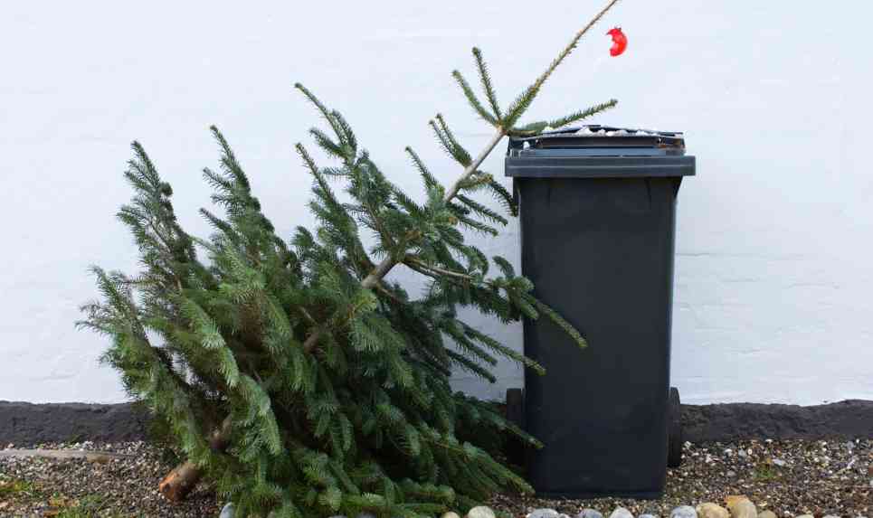 Що робити з ялинкою після Нового року: корисні та екологічні рішення