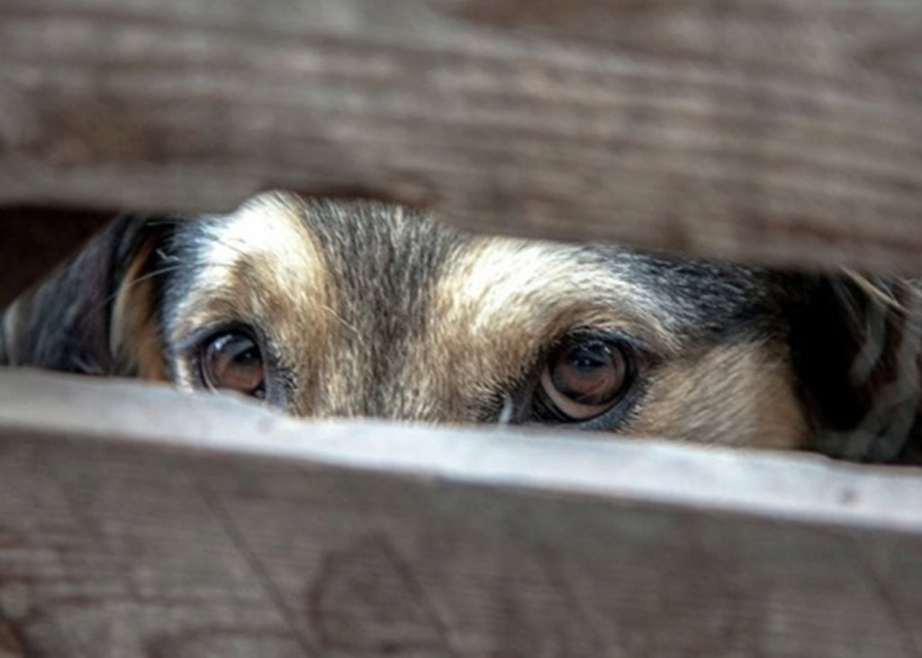 Привʼязь, вигул і покинуті тварини: що в Україні може змінити законопроєкт №11328