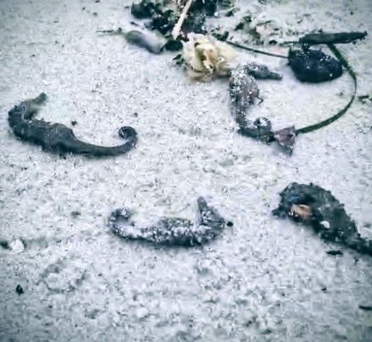 Масова загибель морських коників біля Одеси: екологи пояснили, що могло її спричинити