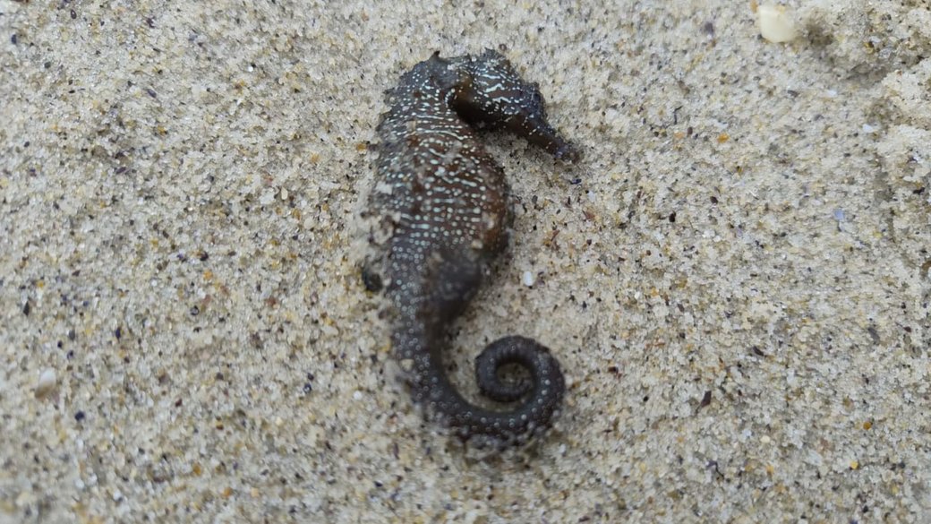 Масова загибель морських коників біля Одеси: екологи пояснили, що могло її спричинити