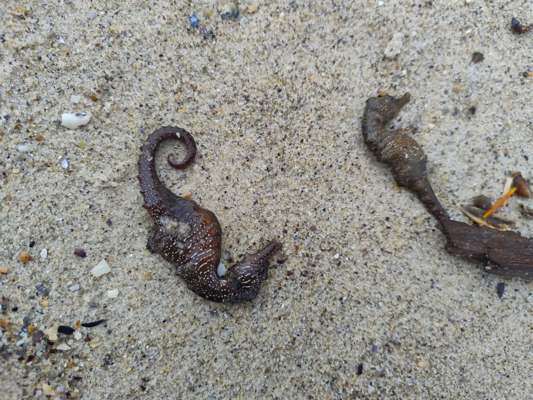 Масова загибель морських коників біля Одеси: екологи пояснили, що могло її спричинити