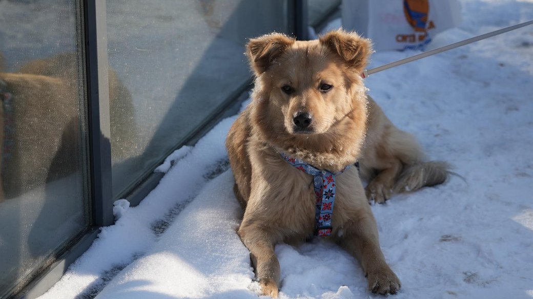 Привʼязь, вигул і покинуті тварини: що в Україні може змінити законопроєкт №11328