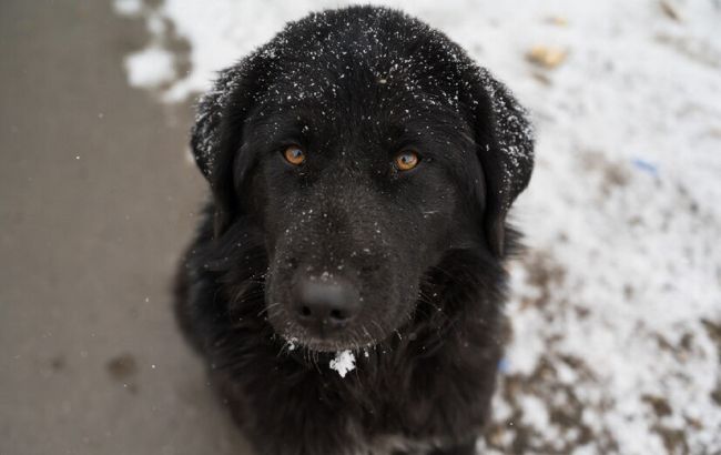 Чим небезпечні блекаути для тварин: основні ризики та поради ветеринара