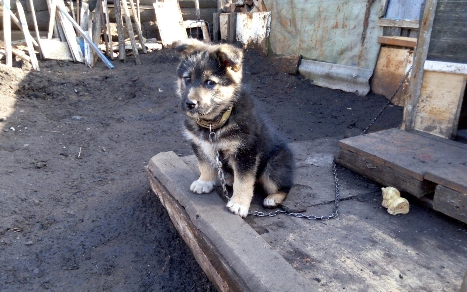 Привʼязь, вигул і покинуті тварини: що в Україні може змінити законопроєкт №11328