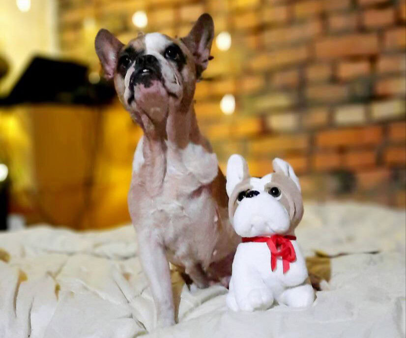 В UAnimals створили м’яку копію трилапої собаки Вікі з Добропілля: про ініціативу