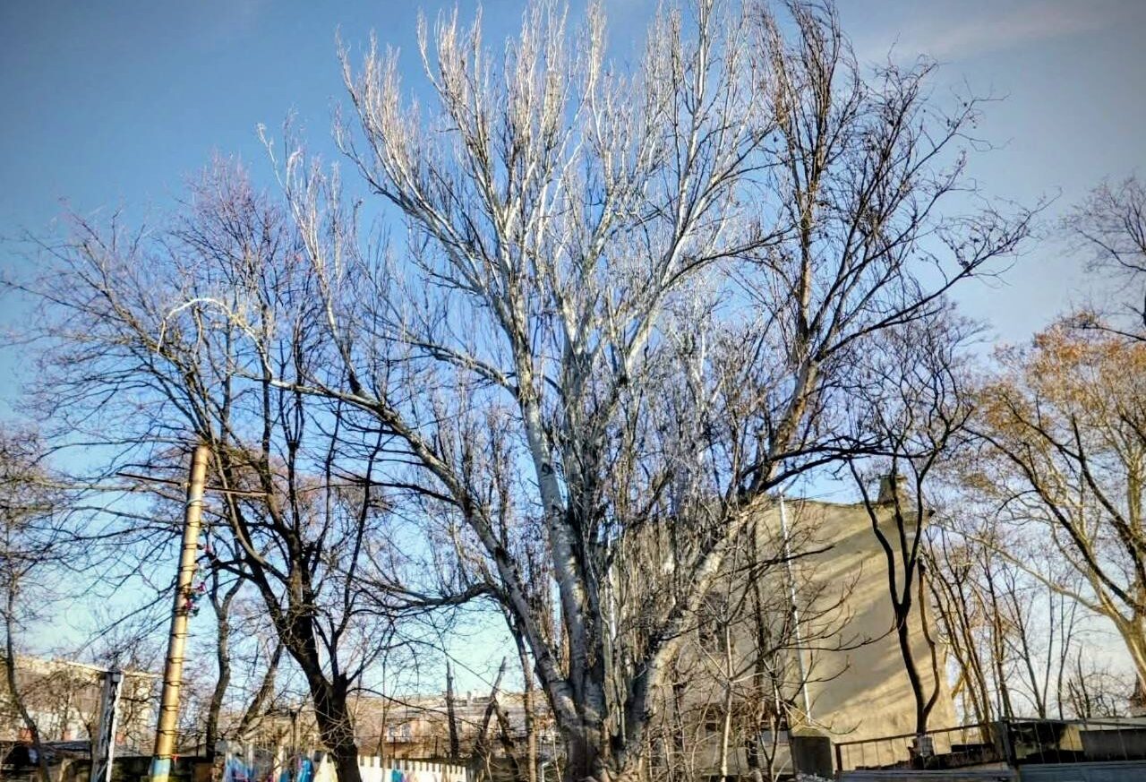 Тополя як доказ: чому Літній театр в Одесі має бути заповідною територією