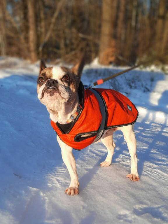 В UAnimals створили м’яку копію трилапої собаки Вікі з Добропілля: про ініціативу